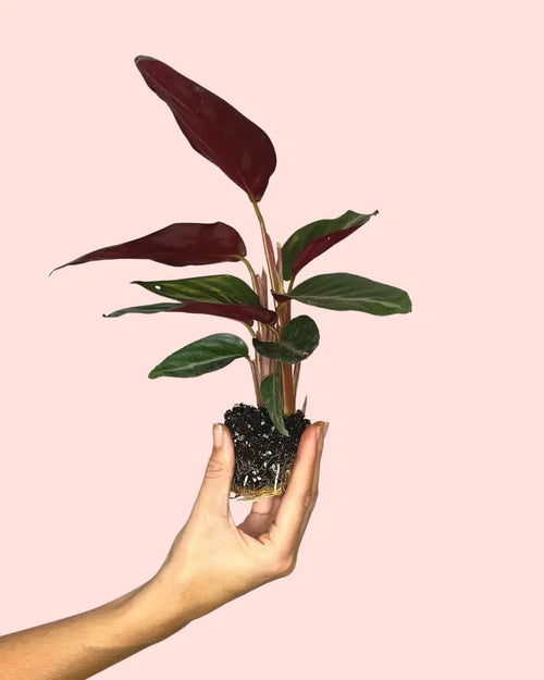 Stromanthe Sanguinea Mini - Pur Plant