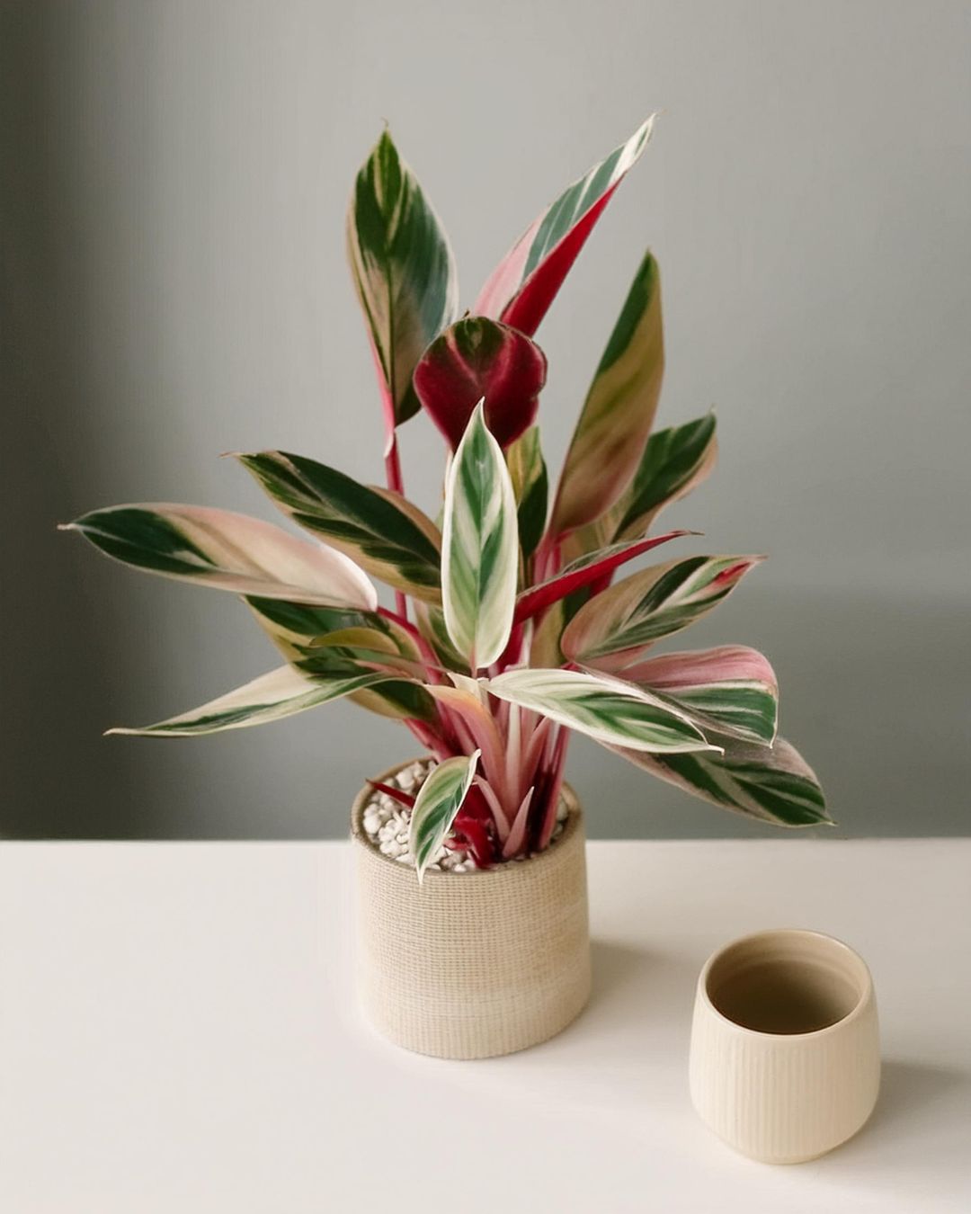 stromanthe-triostar-cafe