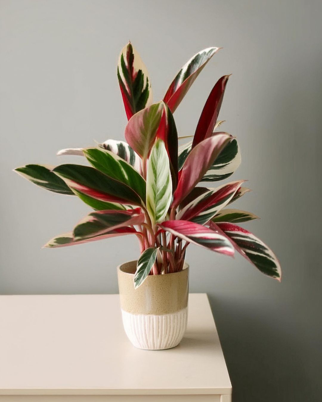 stromanthe-triostar-escritorio