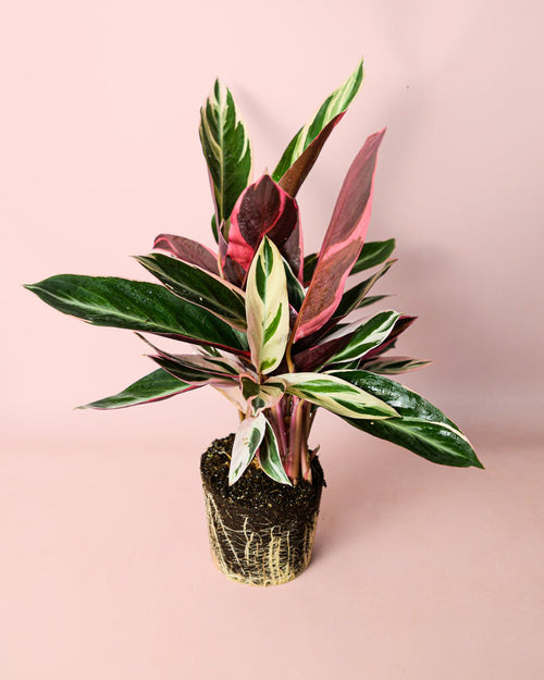 Stromanthe Triostar M - Pur Plant