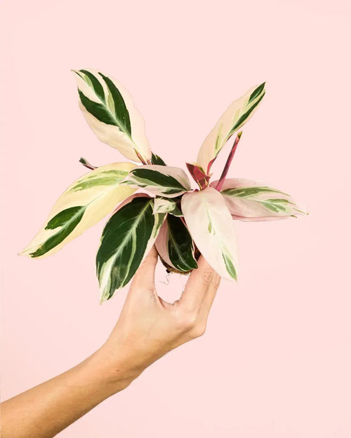 Stromanthe Triostar Mini - Pur Plant