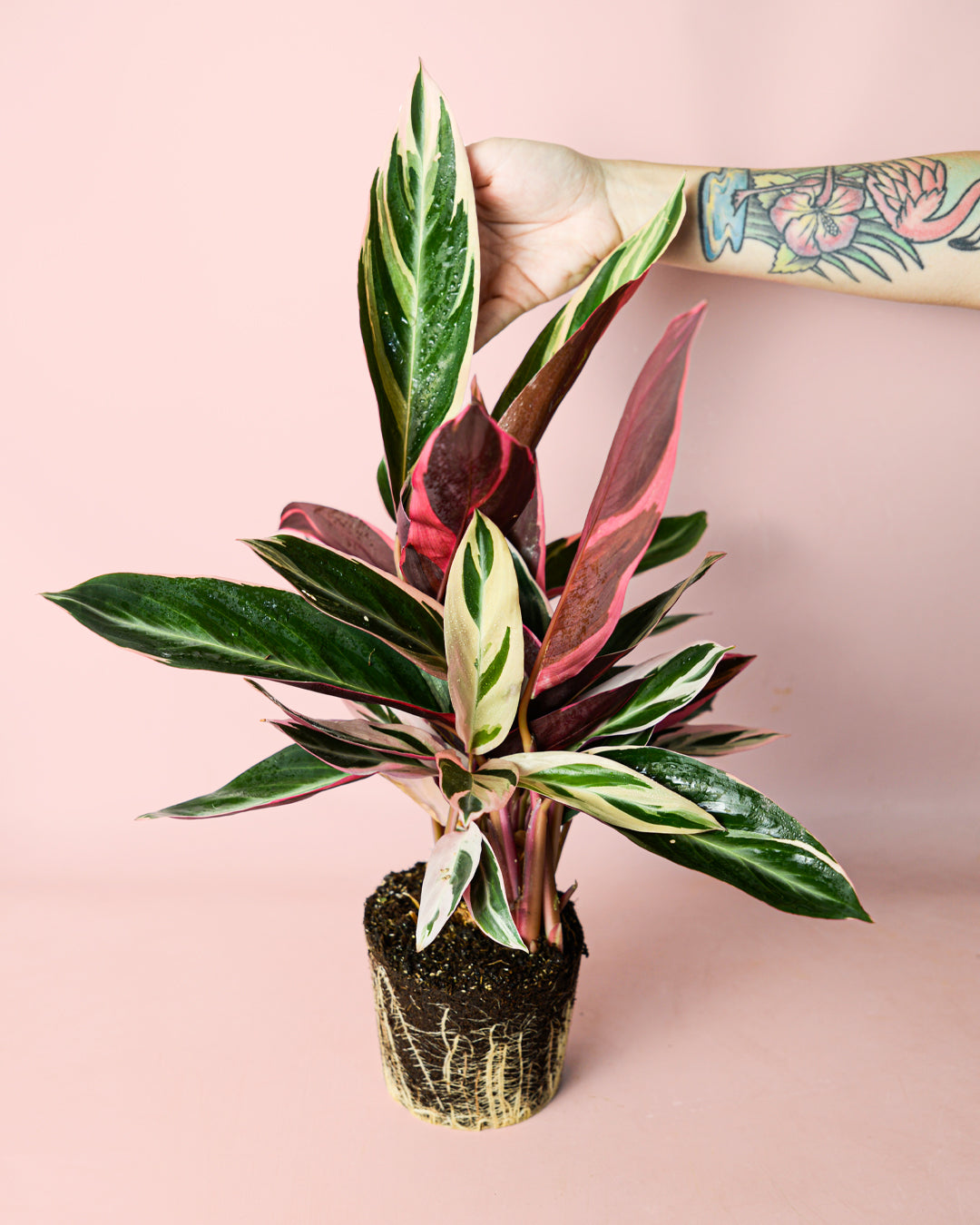 stromanthe-triostar-planta