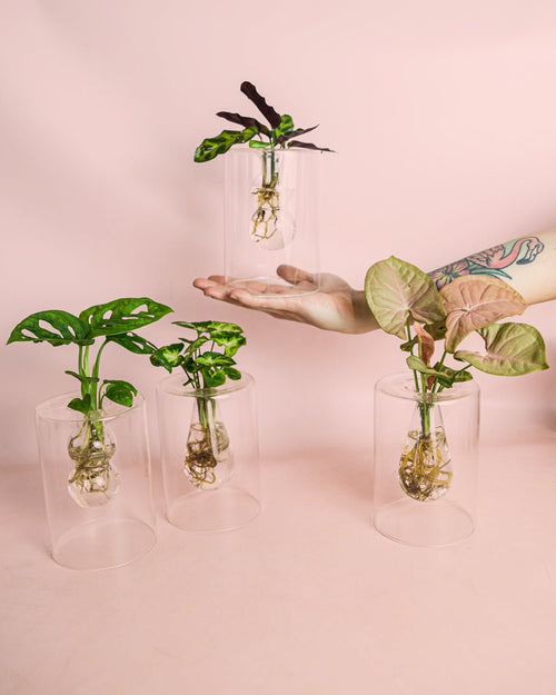 Sydney – Plantas Hidroponia - Pur Plant