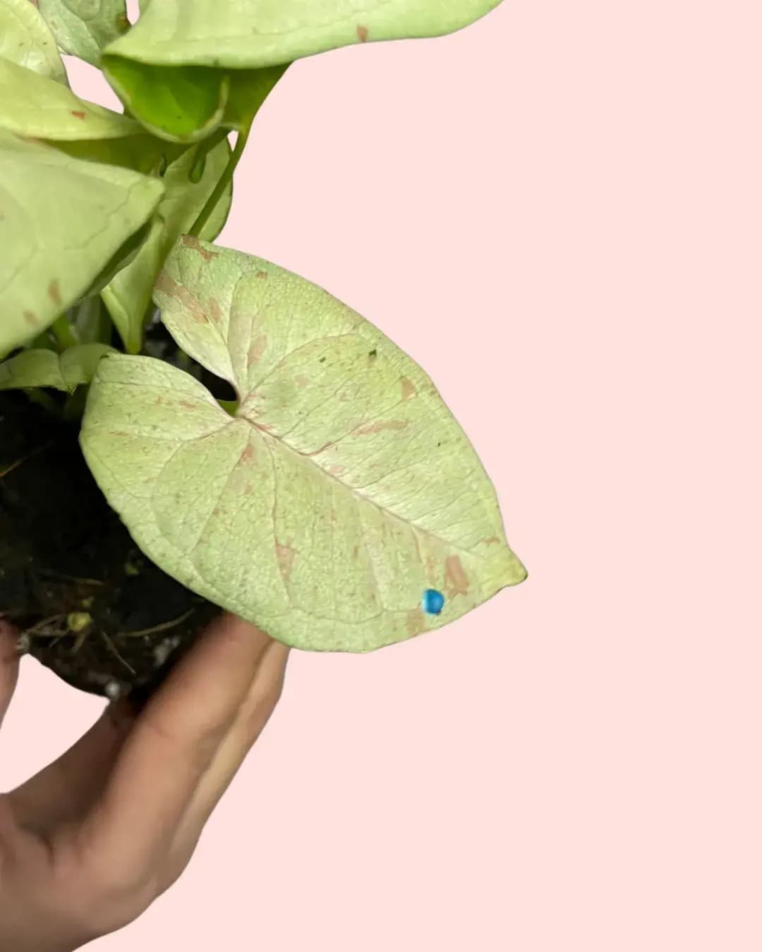 Syngonium Confettii Mini - Pur Plant