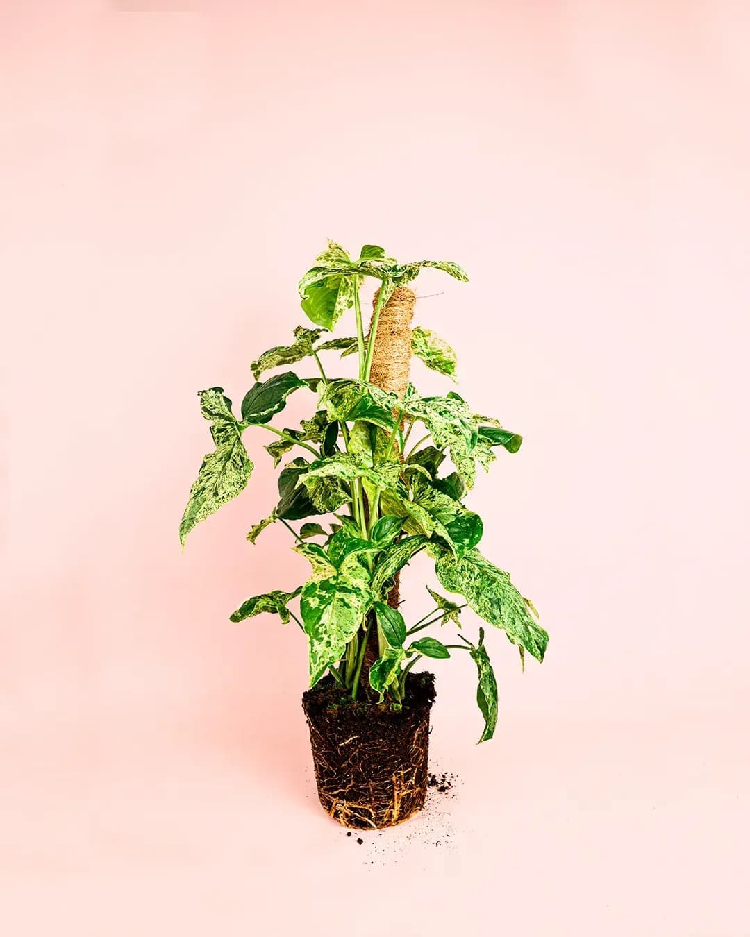 Syngonium Mojito L - Pur Plant
