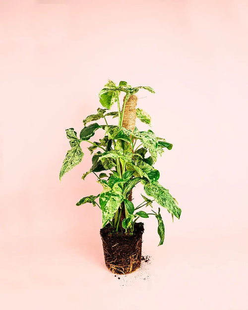 Syngonium Mojito L - Pur Plant