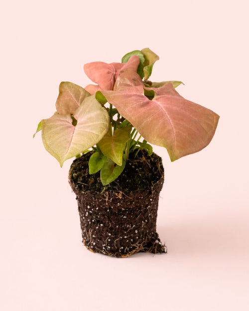 Syngonium Neon Pink M - Pur Plant