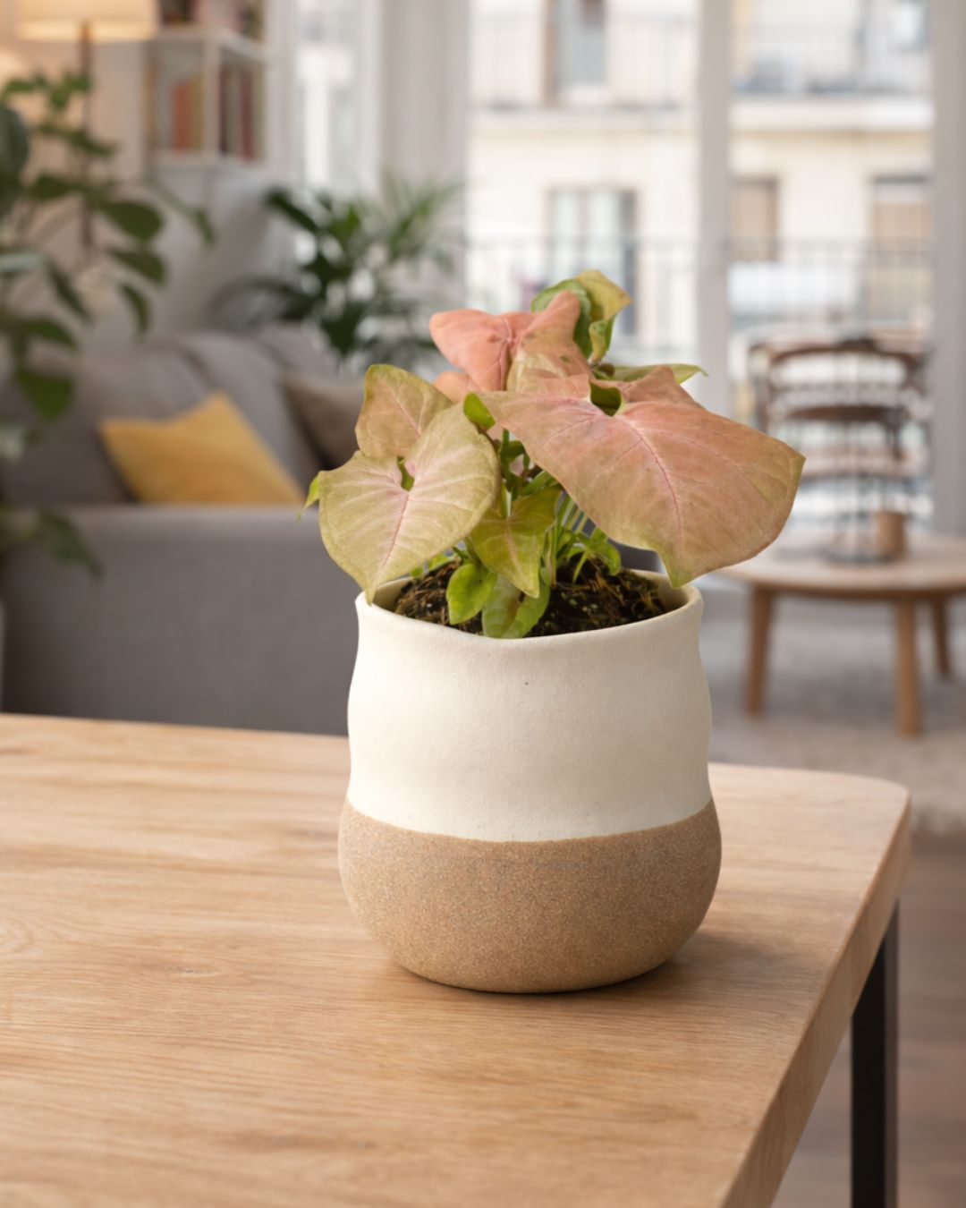 Syngonium Neon Pink M - Pur Plant