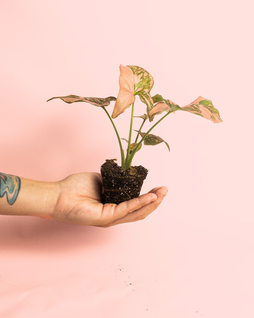 Syngonium Pink Splash Mini - Pur Plant