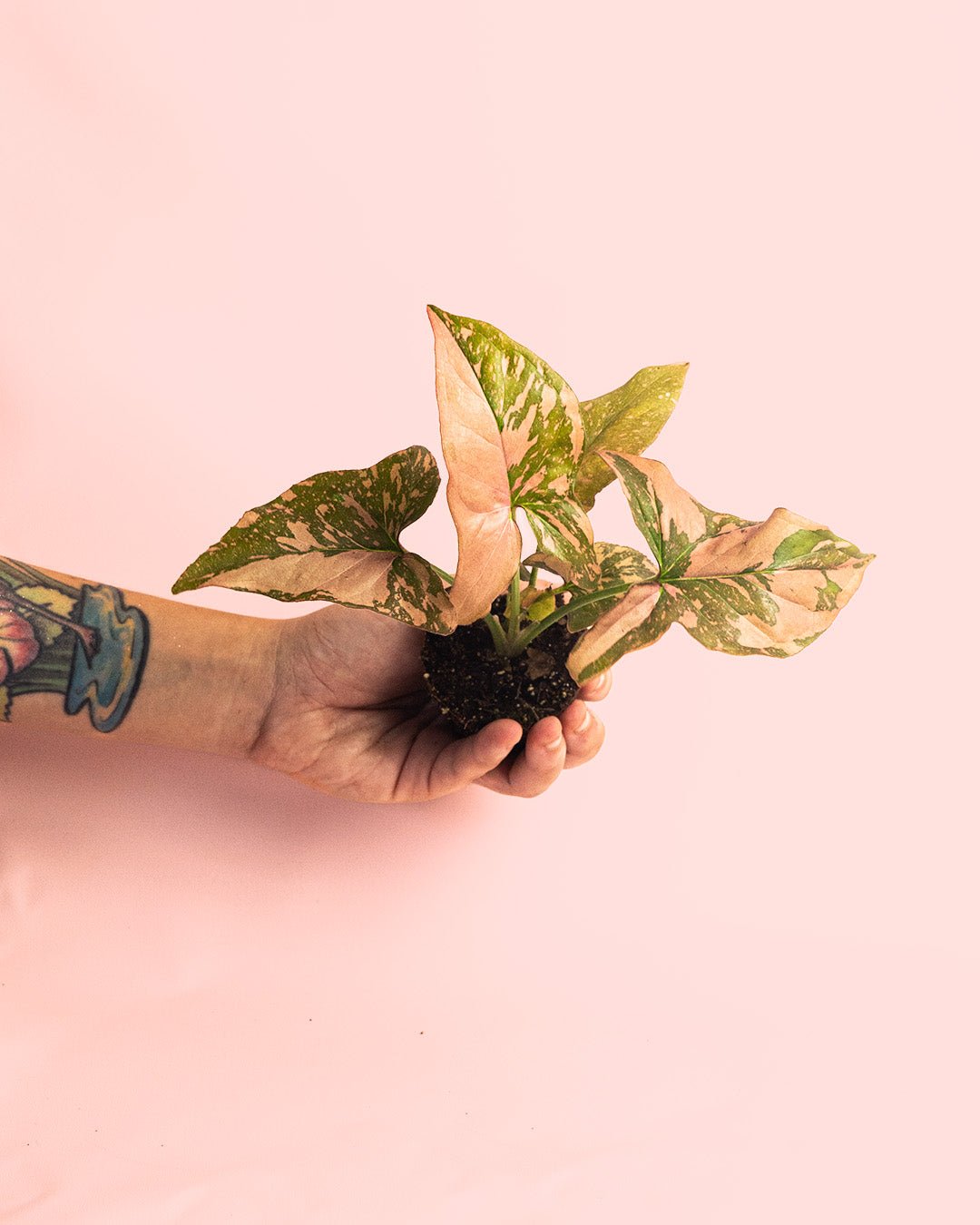 Syngonium Pink Splash Mini - Pur Plant