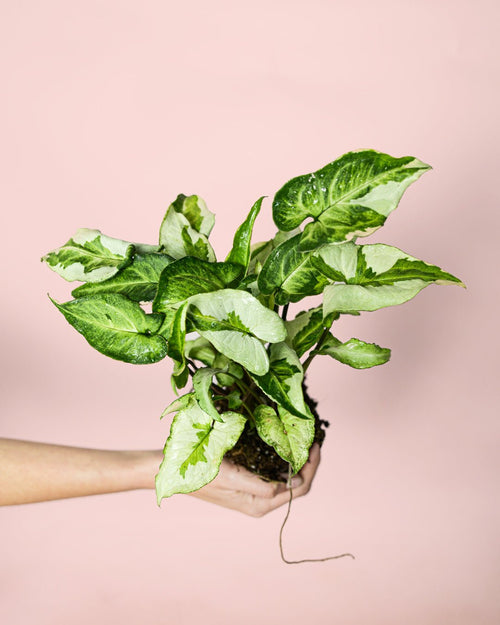 Syngonium Three Kings Mini - Pur Plant