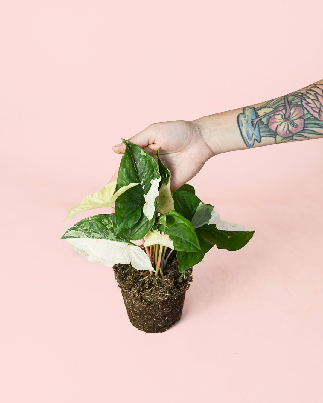 Syngonium Variegado M - Pur Plant