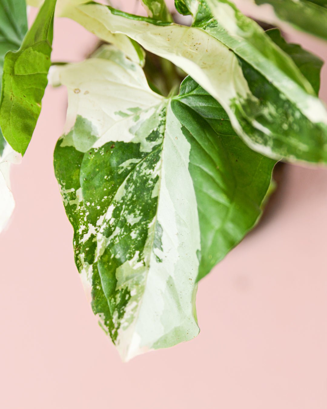 Syngonium Variegado M - Pur Plant