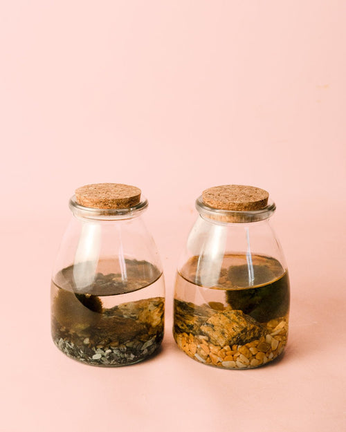 Terrario Aura – Marimo Ball Vaso Mini - Pur Plant