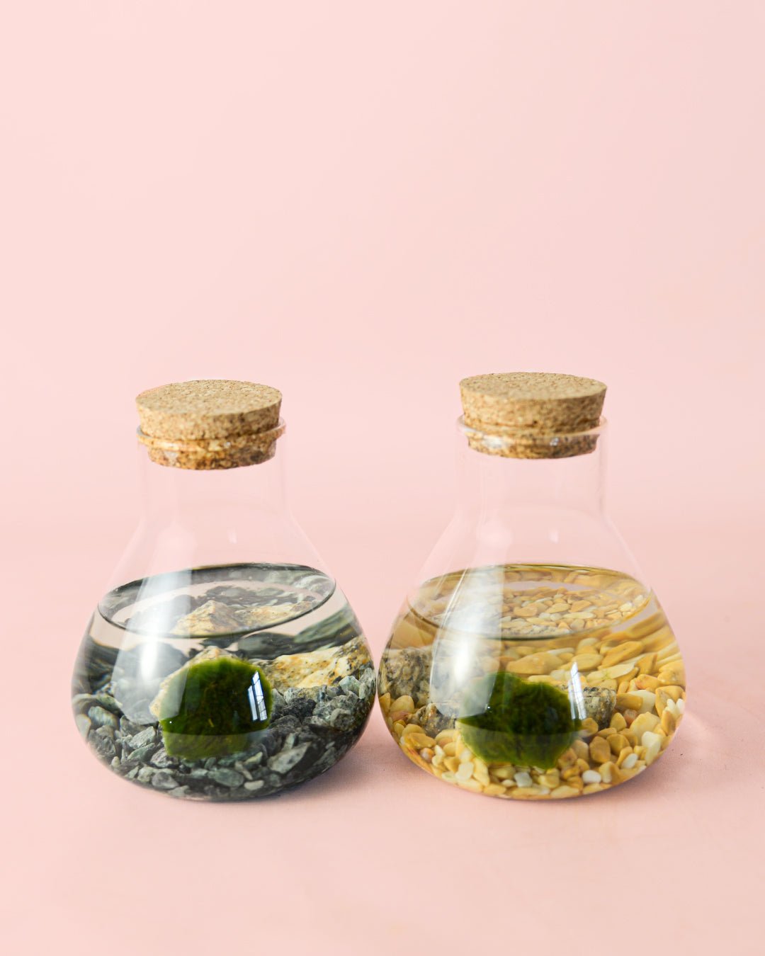 Terrario Balance – Marimo Ball Mix Mini - Pur Plant