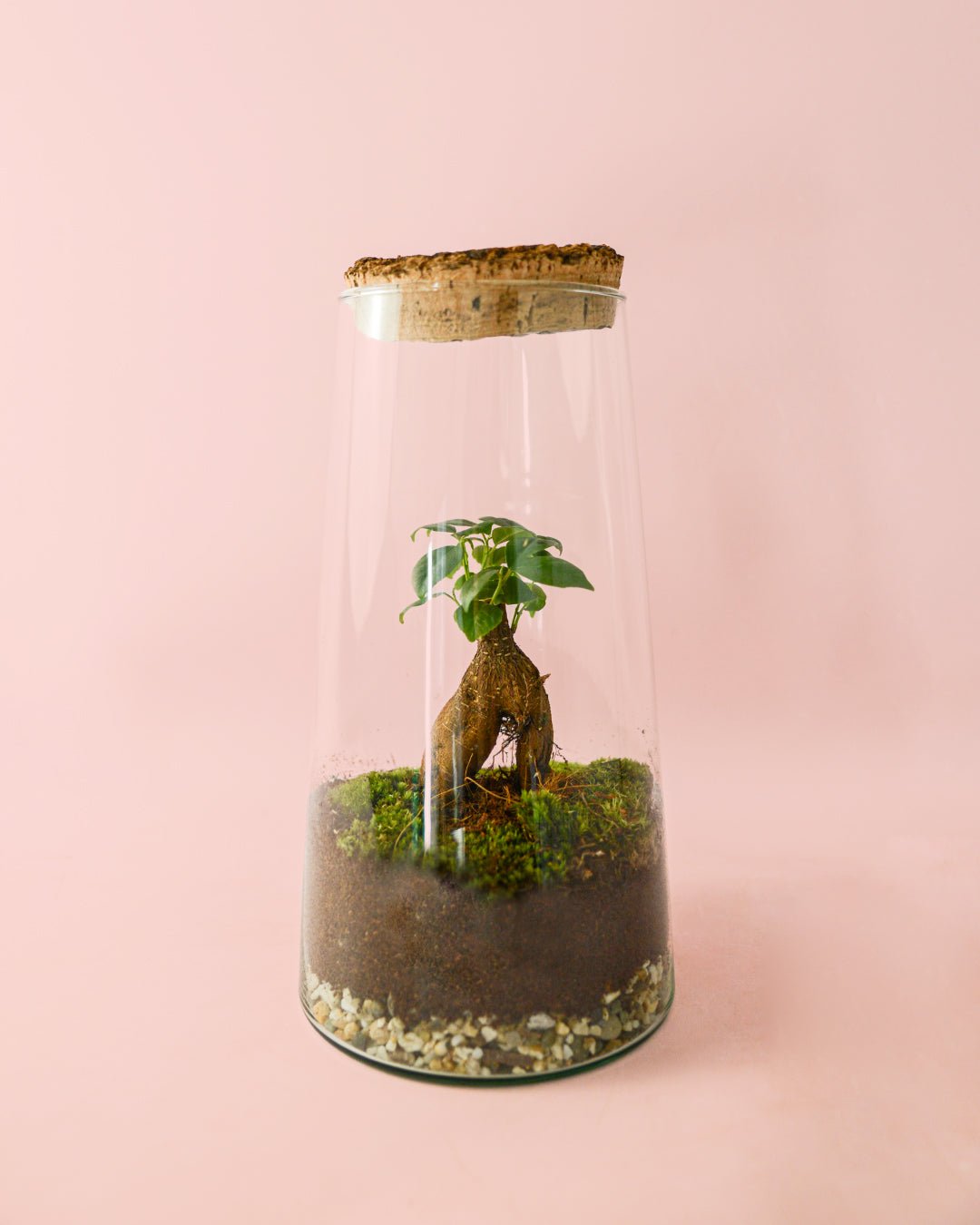 Terrario Botanic – Ficus Microcarpa L - Pur Plant