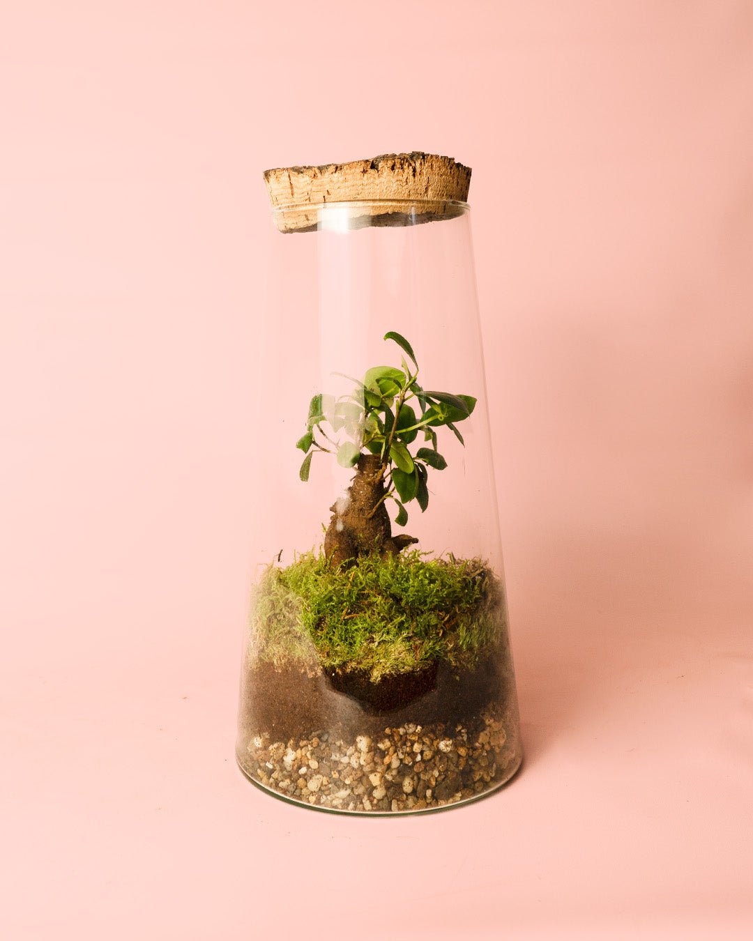 Terrario Botanic – Ficus Microcarpa L - Pur Plant
