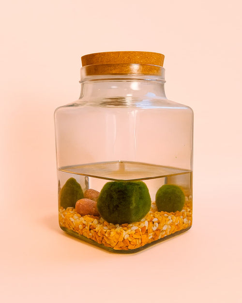 Terrario Calm – Marimo Ball L - Pur Plant