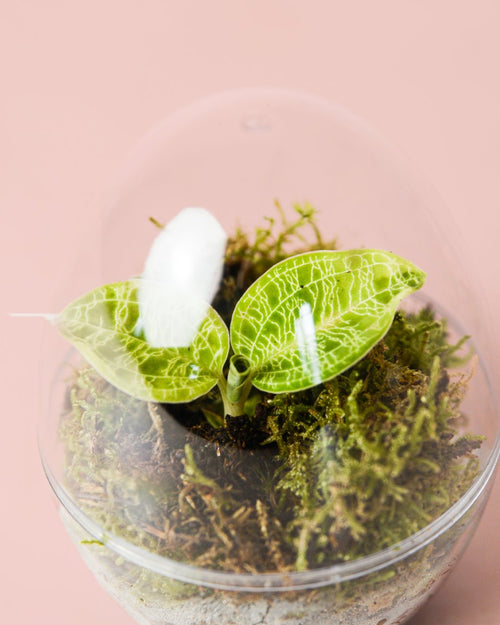 Terrario Drop – Macodes Petola Ovo Mini - Pur Plant