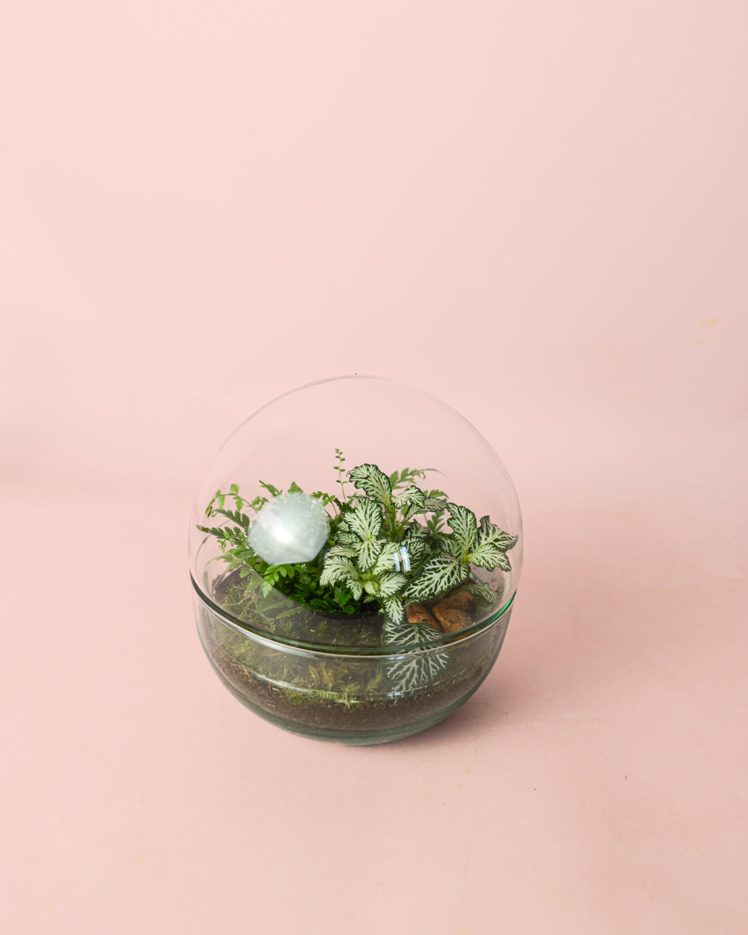 terrario-earth-plantas