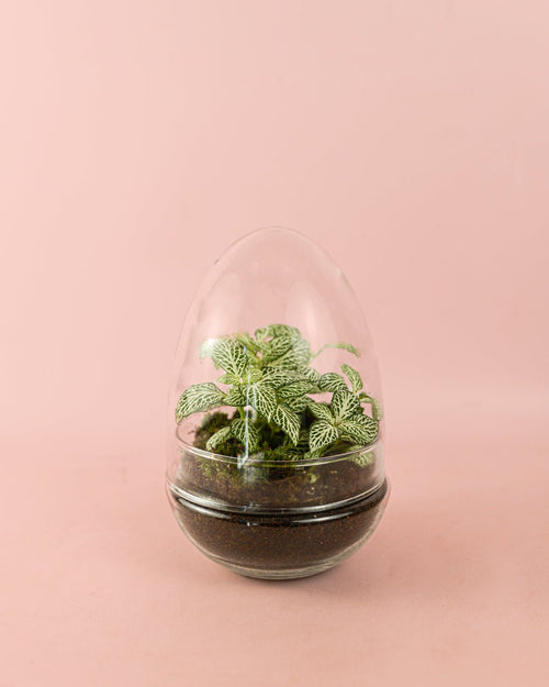 Terrario Essence – Fittonias Ovo Mix Mini - Pur Plant
