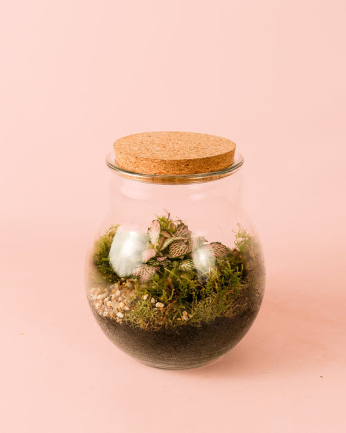 Terrario Evergreen – Fittonia L - Pur Plant