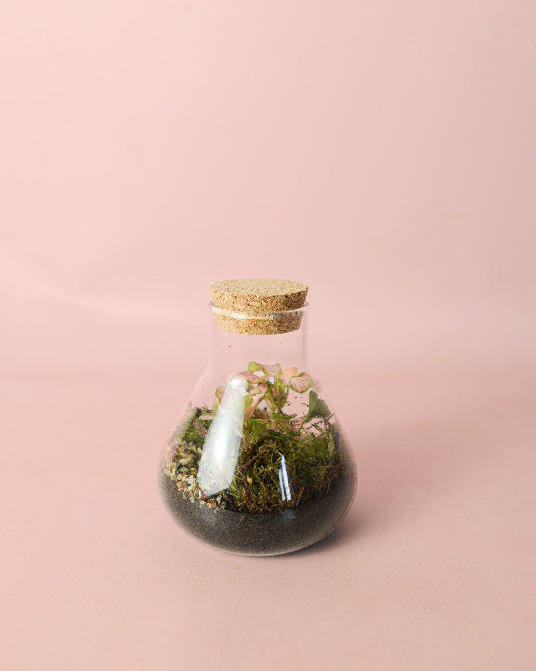 Terrario Fresh – Fittonia Mix Mini - Pur Plant