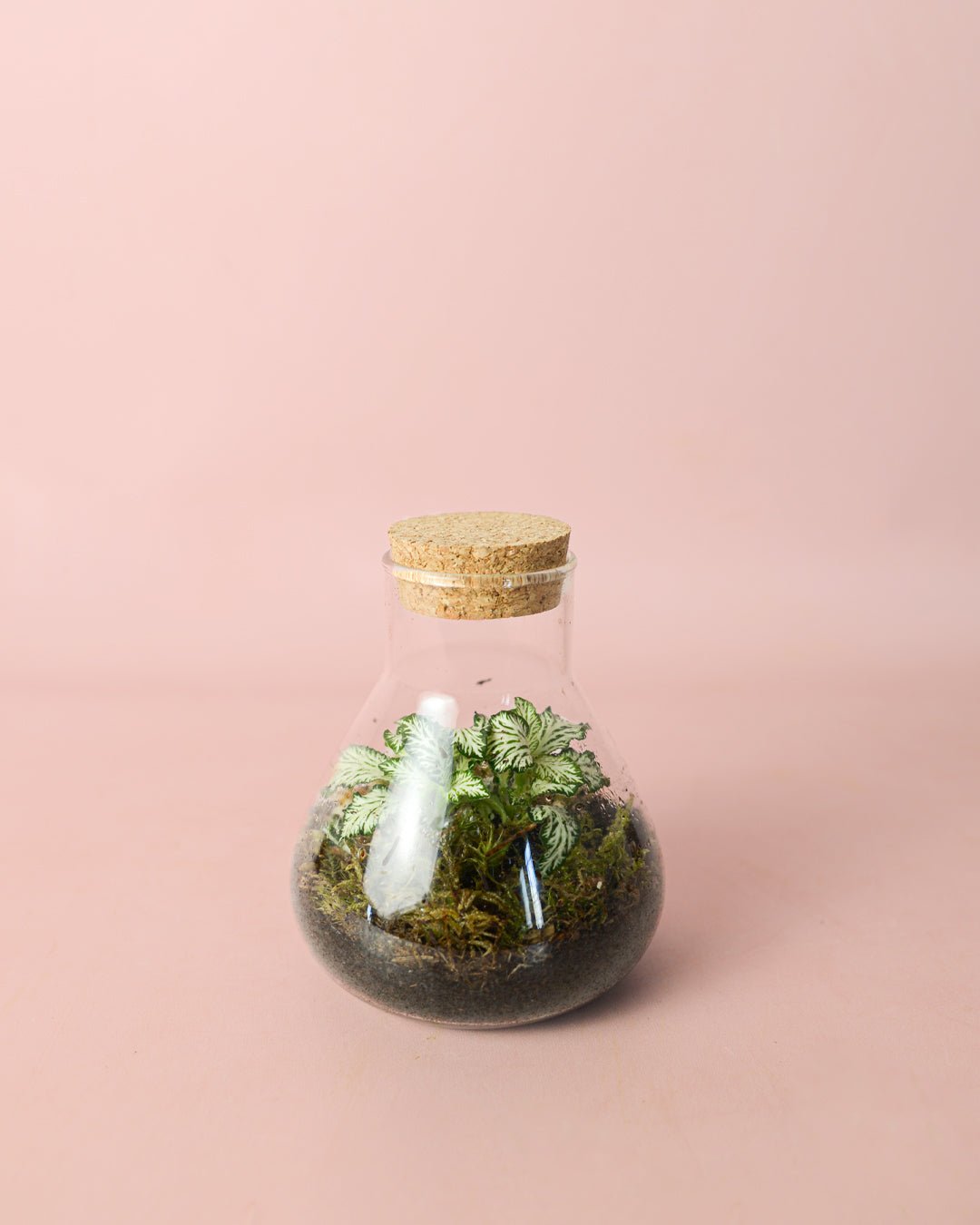 Terrario Fresh – Fittonia Mix Mini - Pur Plant