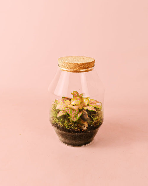Terrario Harmony – Fittonia M - Pur Plant