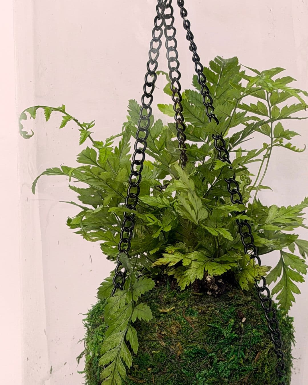 terrario kokedama vole detalle