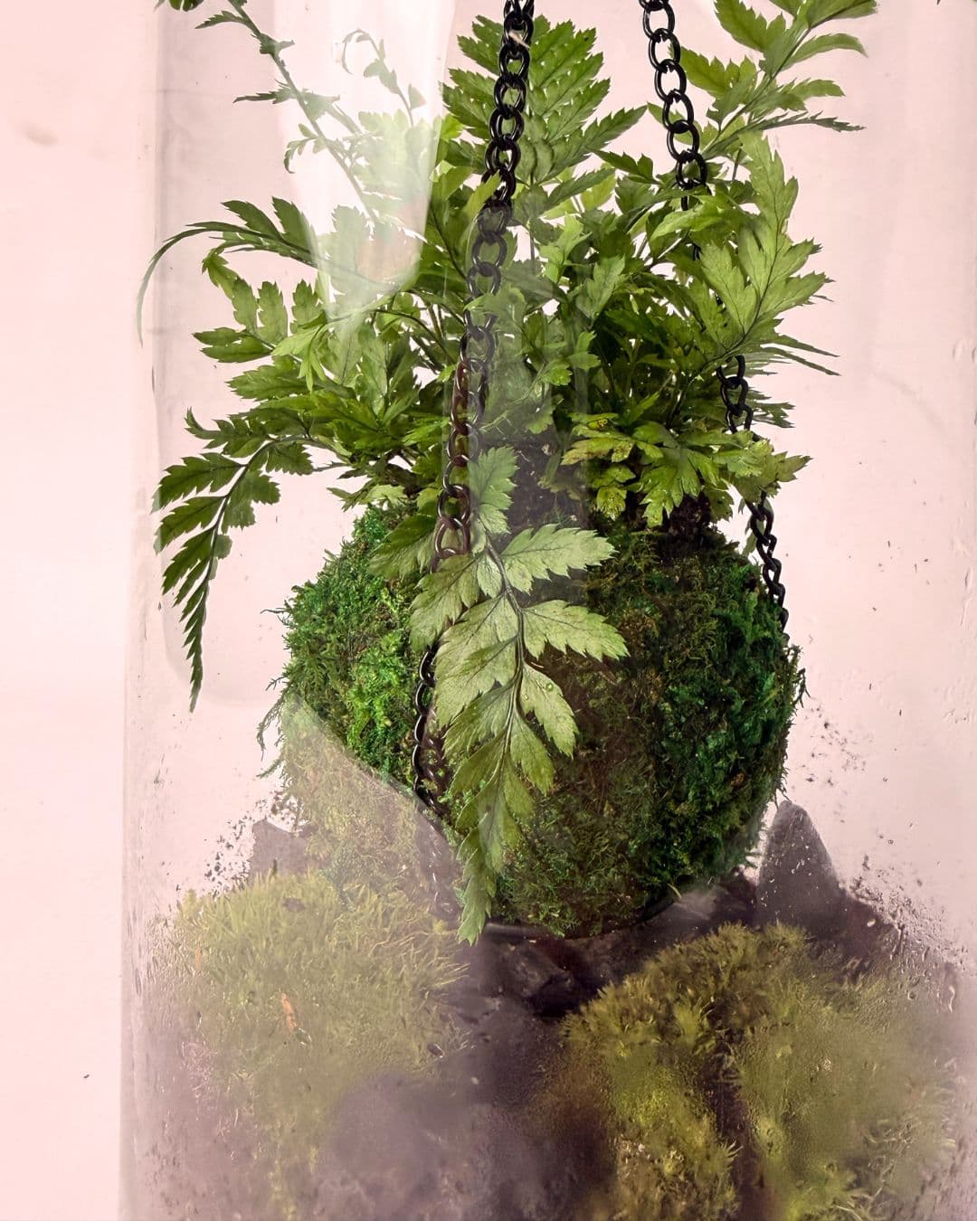 terrario kokedama vole detalle