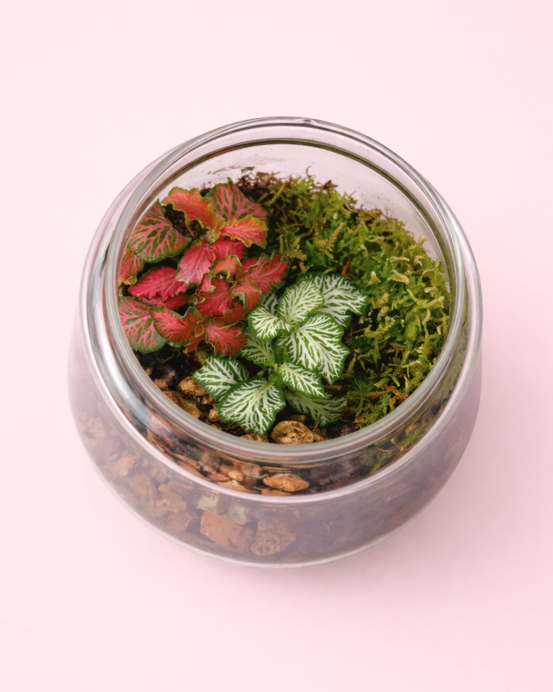 Terrario Light – Fittonias Mix M - Pur Plant