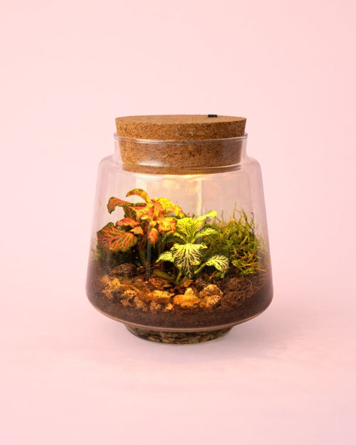 Terrario Light – Fittonias Mix M - Pur Plant