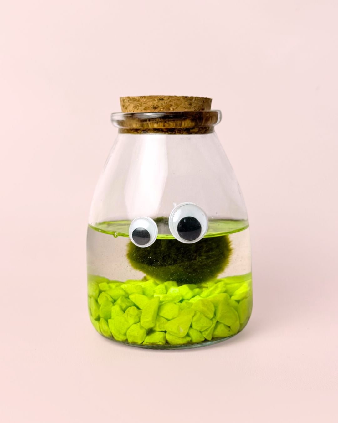 Terrario Little Monster – Marimo Ball Mini - Pur Plant