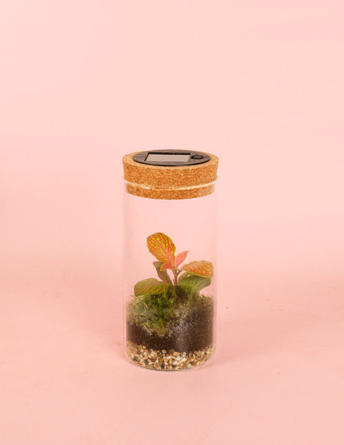 Terrario Magic – Terrario Solar Mini - Pur Plant