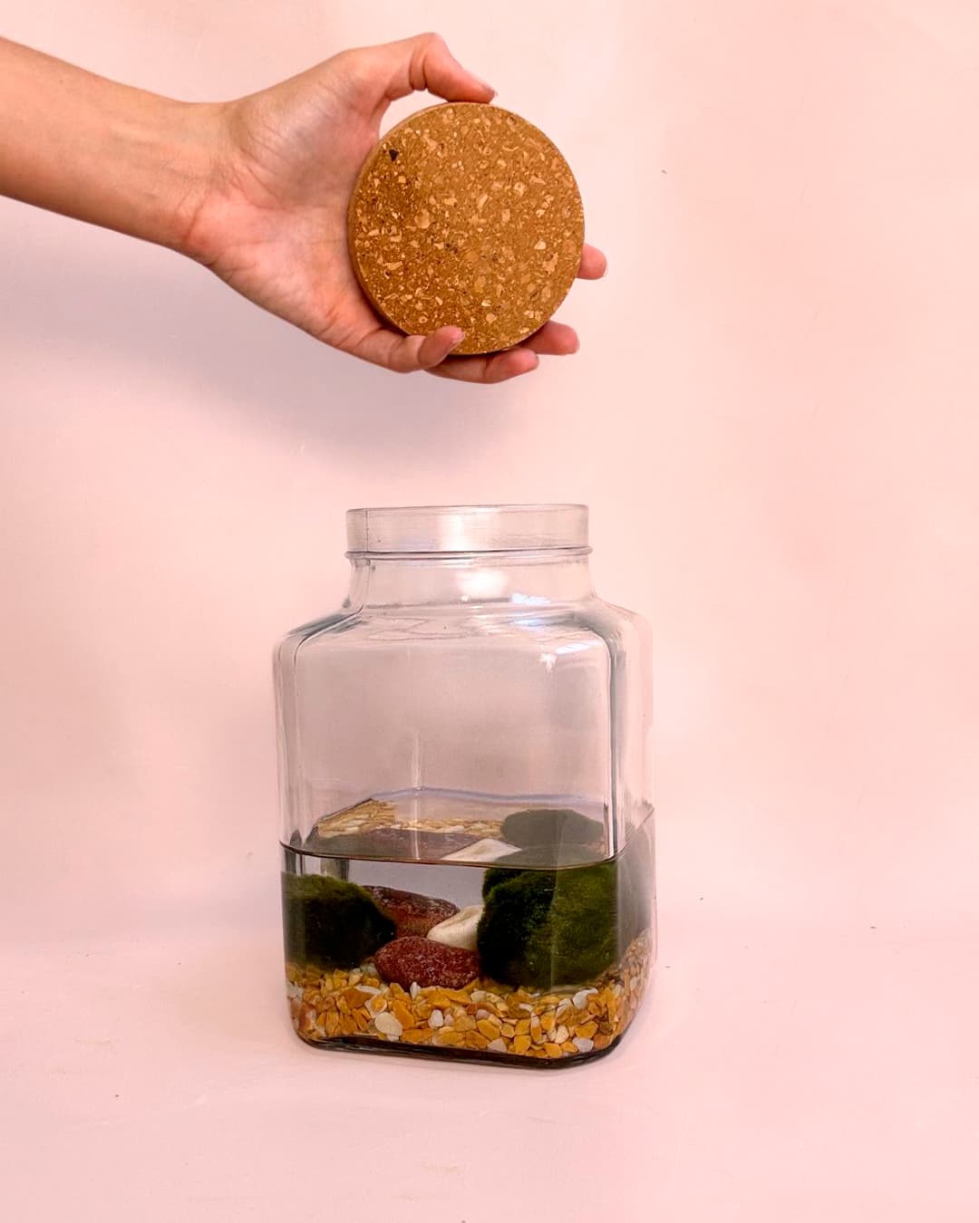 Terrario Calm - Marimo Ball L