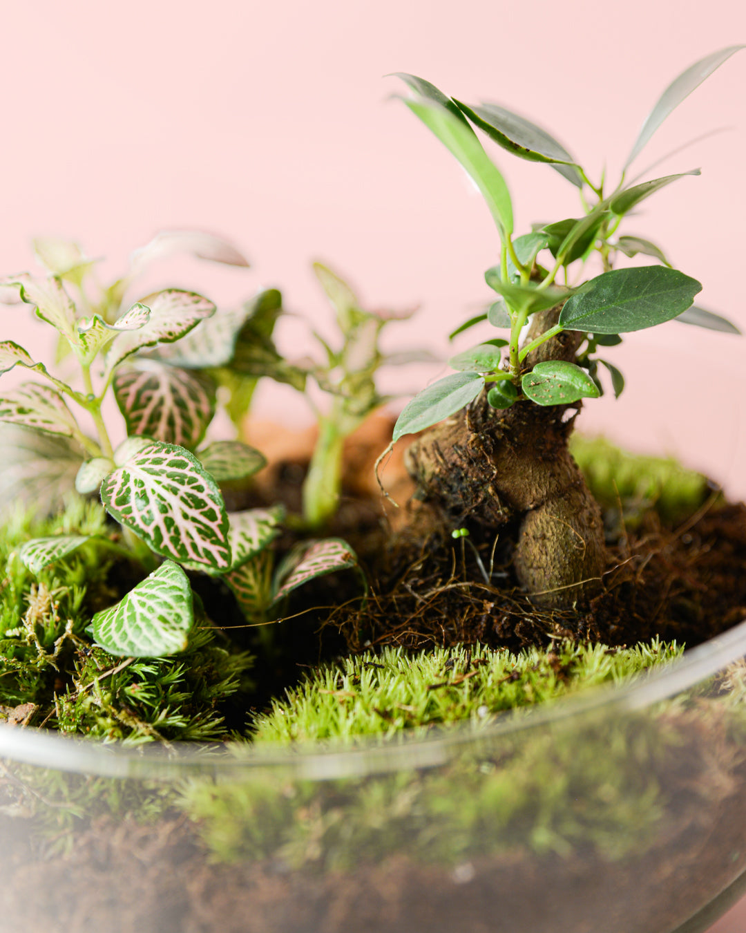 terrario-oasis-ficus-fittonia