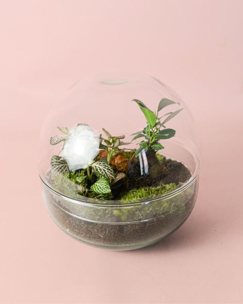 Terrario Oasis – Ficus y Fittonia L - Pur Plant