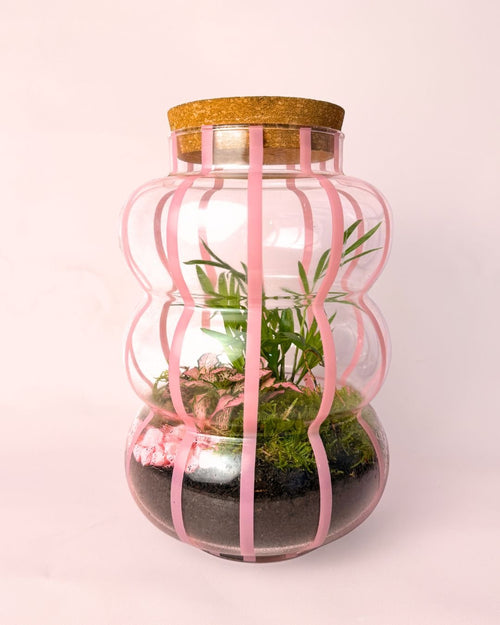 Terrario Pop – Fittonia L - Pur Plant