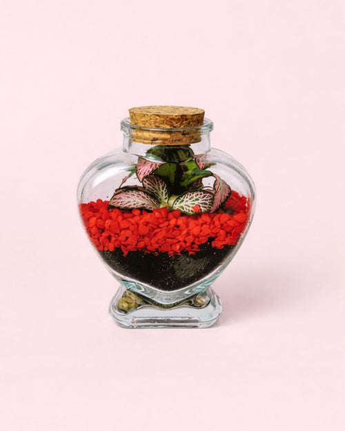 Terrario Red Love – Fittonia Mini - Pur Plant