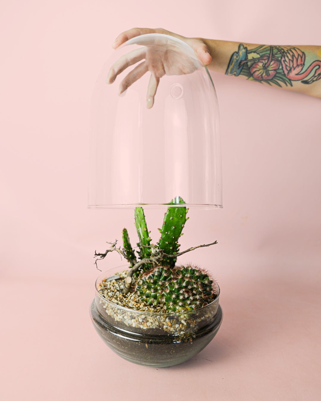 Terrario Sanctuary – Cactus L - Pur Plant