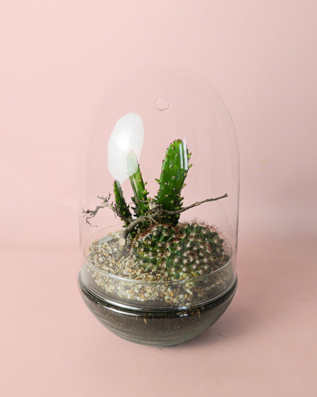 Terrario Sanctuary – Cactus L - Pur Plant