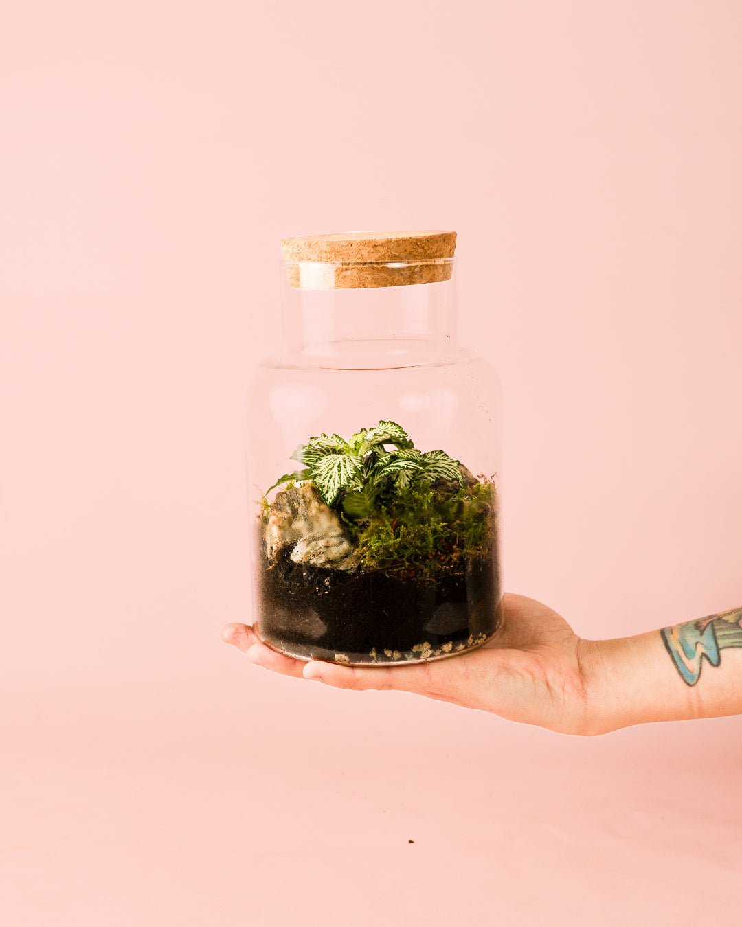 Terrario Serenity – Fittonia M - Pur Plant
