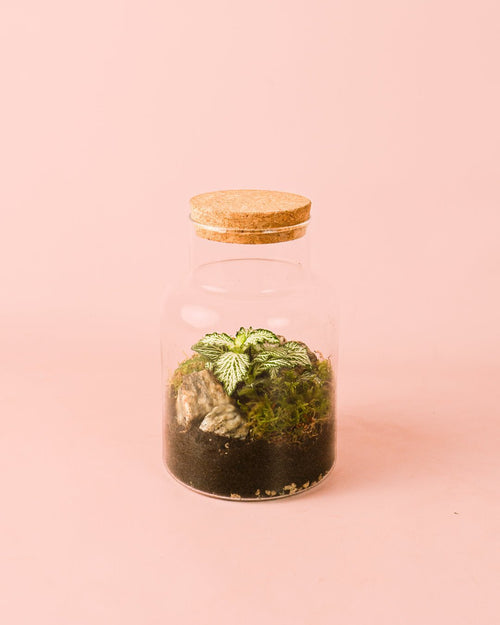 Terrario Serenity – Fittonia M - Pur Plant