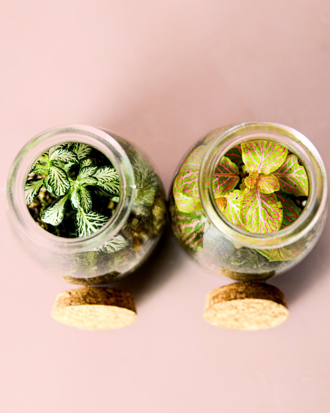 Terrario Soft – Fittonia Vaso Mix Mini - Pur Plant