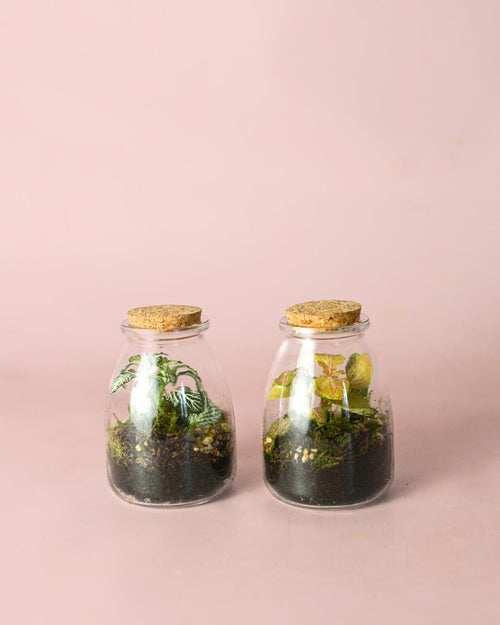 Terrario Soft – Fittonia Vaso Mix Mini - Pur Plant