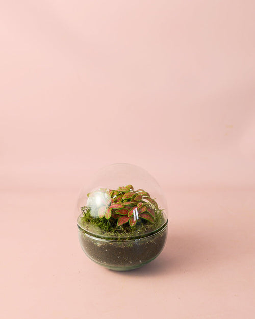 Terrario Sphere – Fittonia Bol Mini - Pur Plant