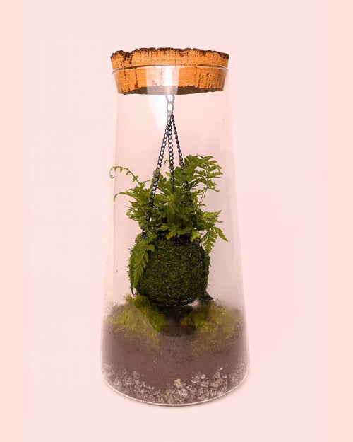 Terrario Vole – Kokodama L - Pur Plant
