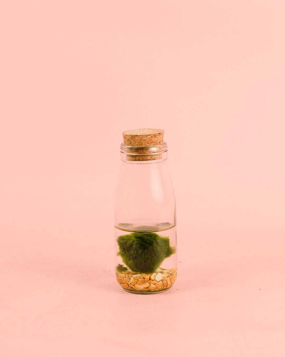 Terrario Wish – Marimo Ball Botella Mini - Pur Plant