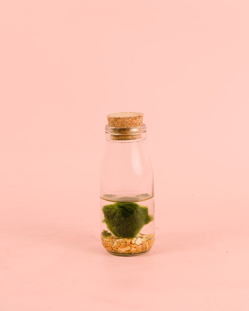Terrario Wish – Marimo Ball Botella Mini - Pur Plant